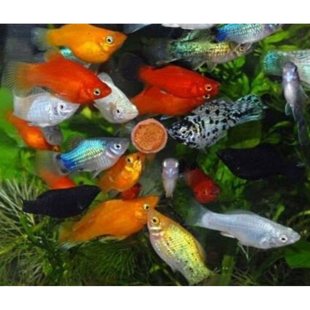 molly paket 30 ekor/ikan hias/molly pakan/ikan hias/aquarium/aquascape