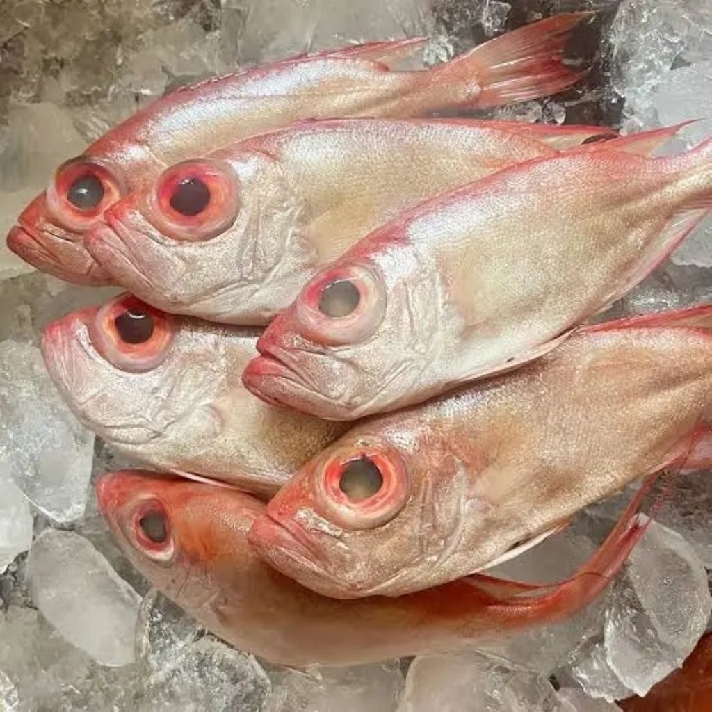 

ikan Raja gantang Ikan Mata goyang Ikan hasil laut segar tangkapan nelayan harian