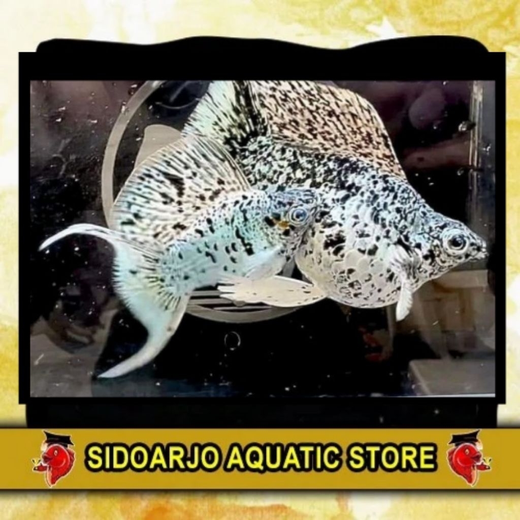 MINIMAL BELI 3 ITEM BOLEH BEDA JENIS HIASAN AKUARIUM INDUKAN MOLLY BALON PLATINUM MARBLE CAWANG / MO