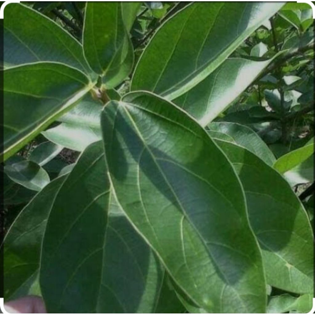 

daun cincau segar dadakan setiap order 500gr