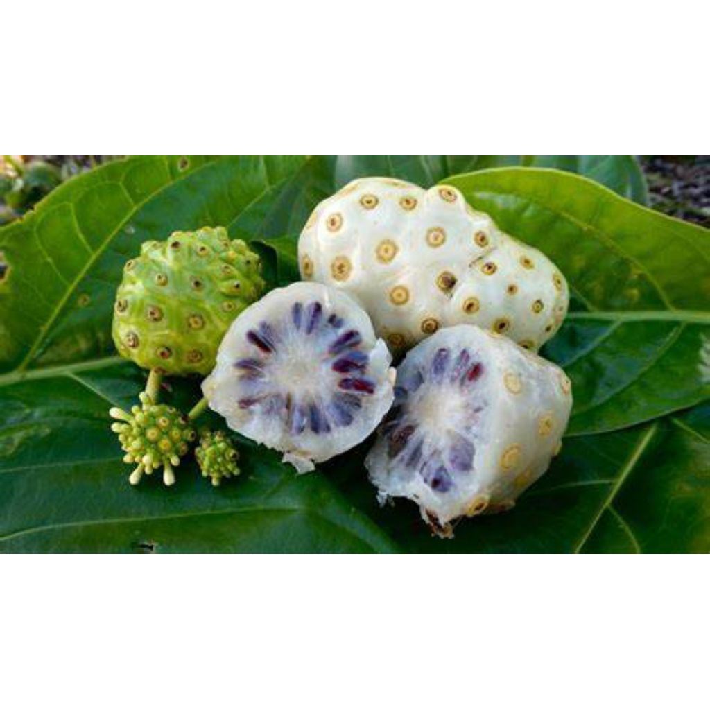 

Buah mengkudu/Pace