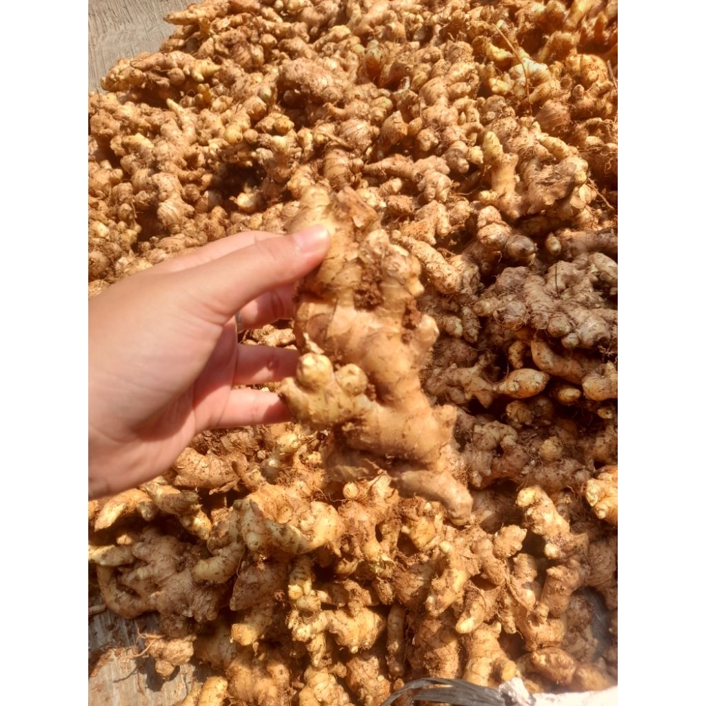 

Jahe lokal super (1kg)