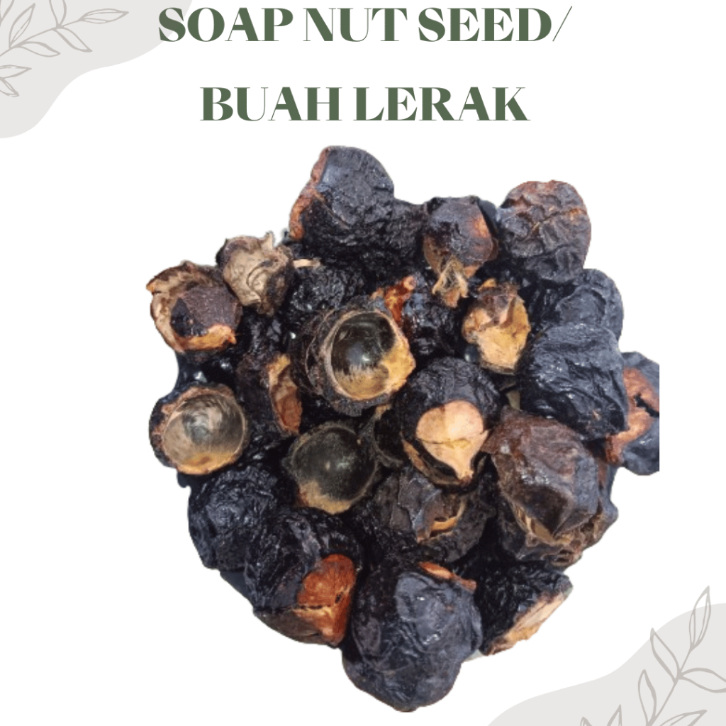 Lerak Biji / Soapnuts / Soap Nuts / Soapberries / Soap Berries / Alternatif Deterjen dan Sabun Alami