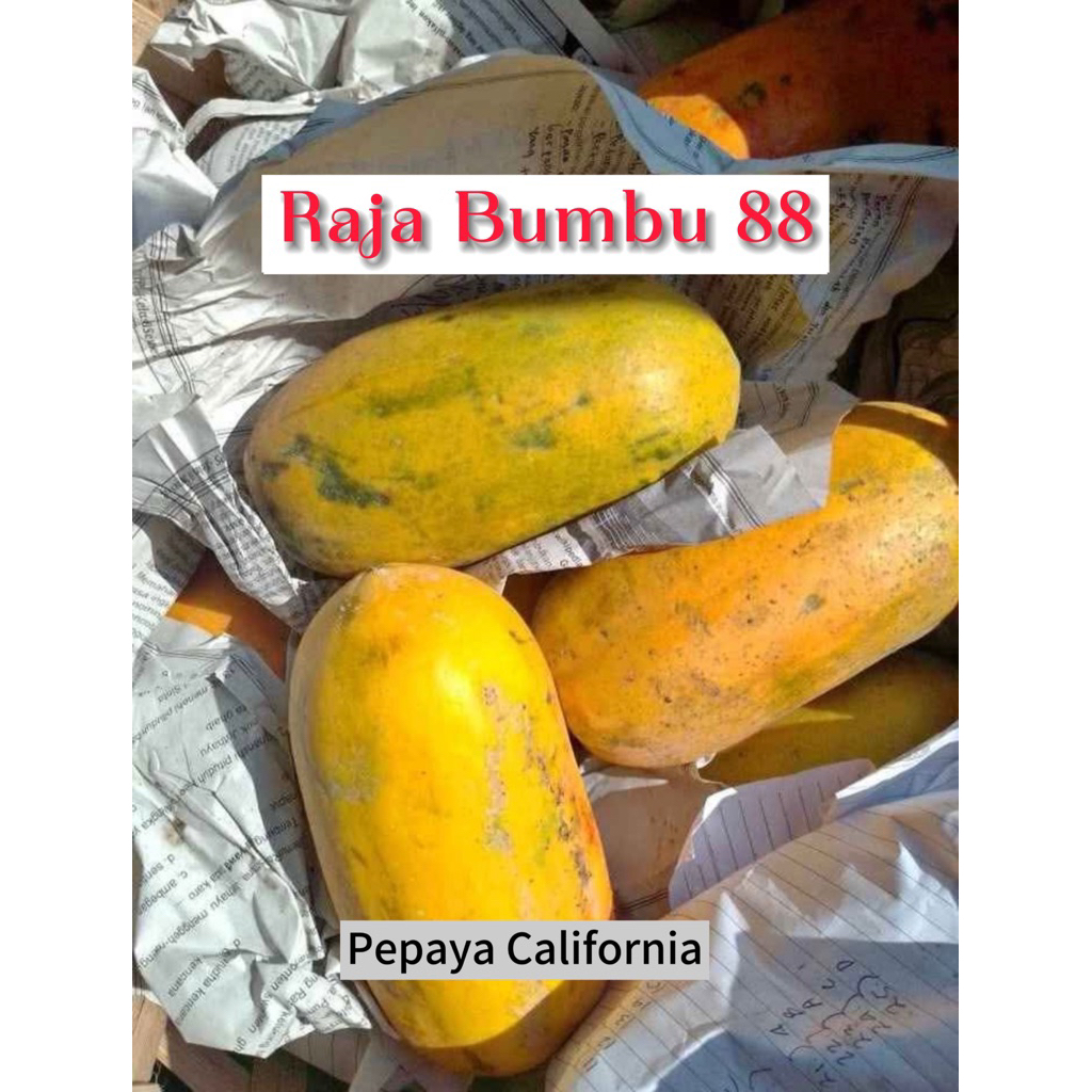 

Pepaya California
