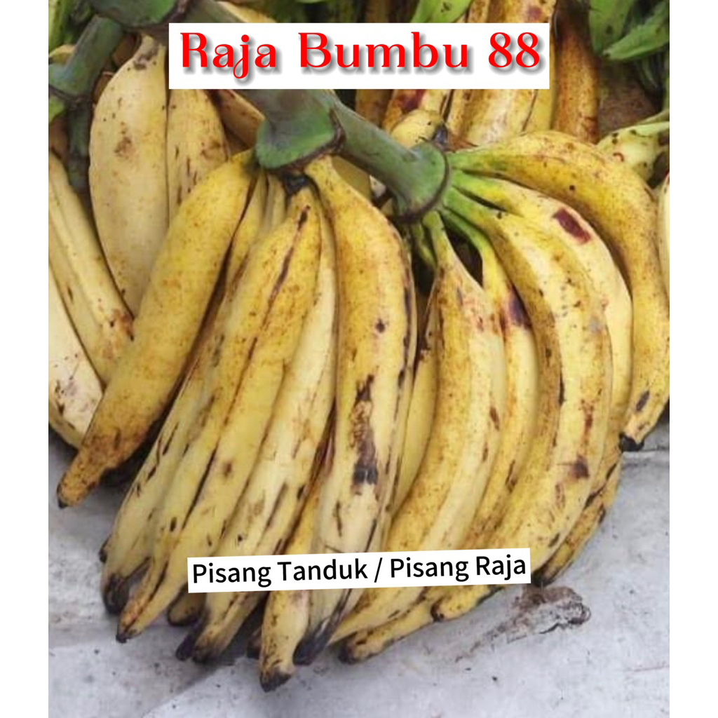 

PISANG TANDUK / PISANG RAJA 1 buah