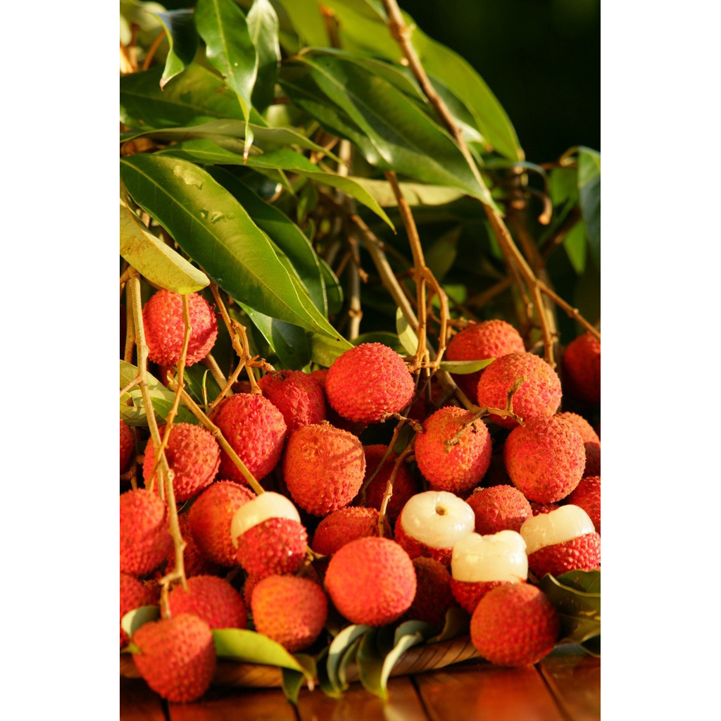 Bibit Leci Merah Cangkok Cepat Berbunga