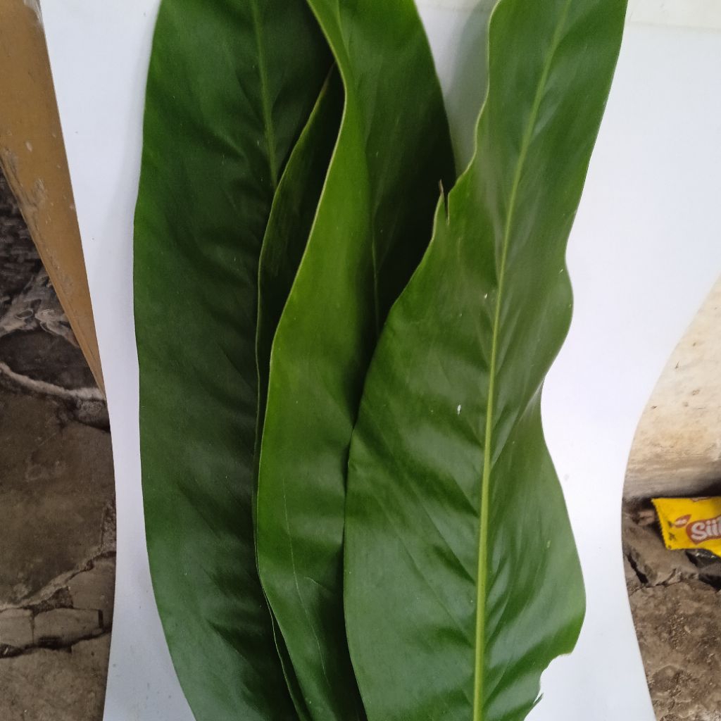 

daun lengkos segar /25 lembar
