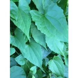 

DAUN SEMBUNG RAMBAT 500 GRAM OBAT HERBAL TRADISIONAL