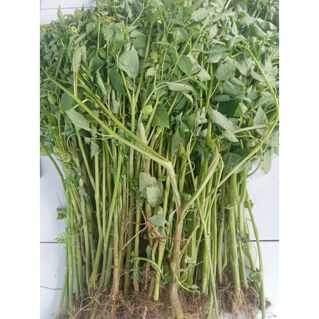 DAUN CIPLUKAN KERING