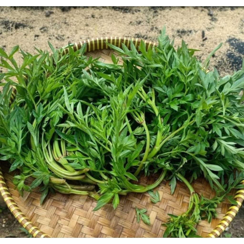 

Daun kenikir segar daun randamidang fresh 250 gram