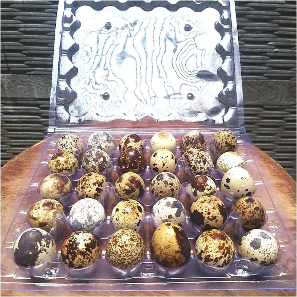 

TELUR PUYUH 30biji