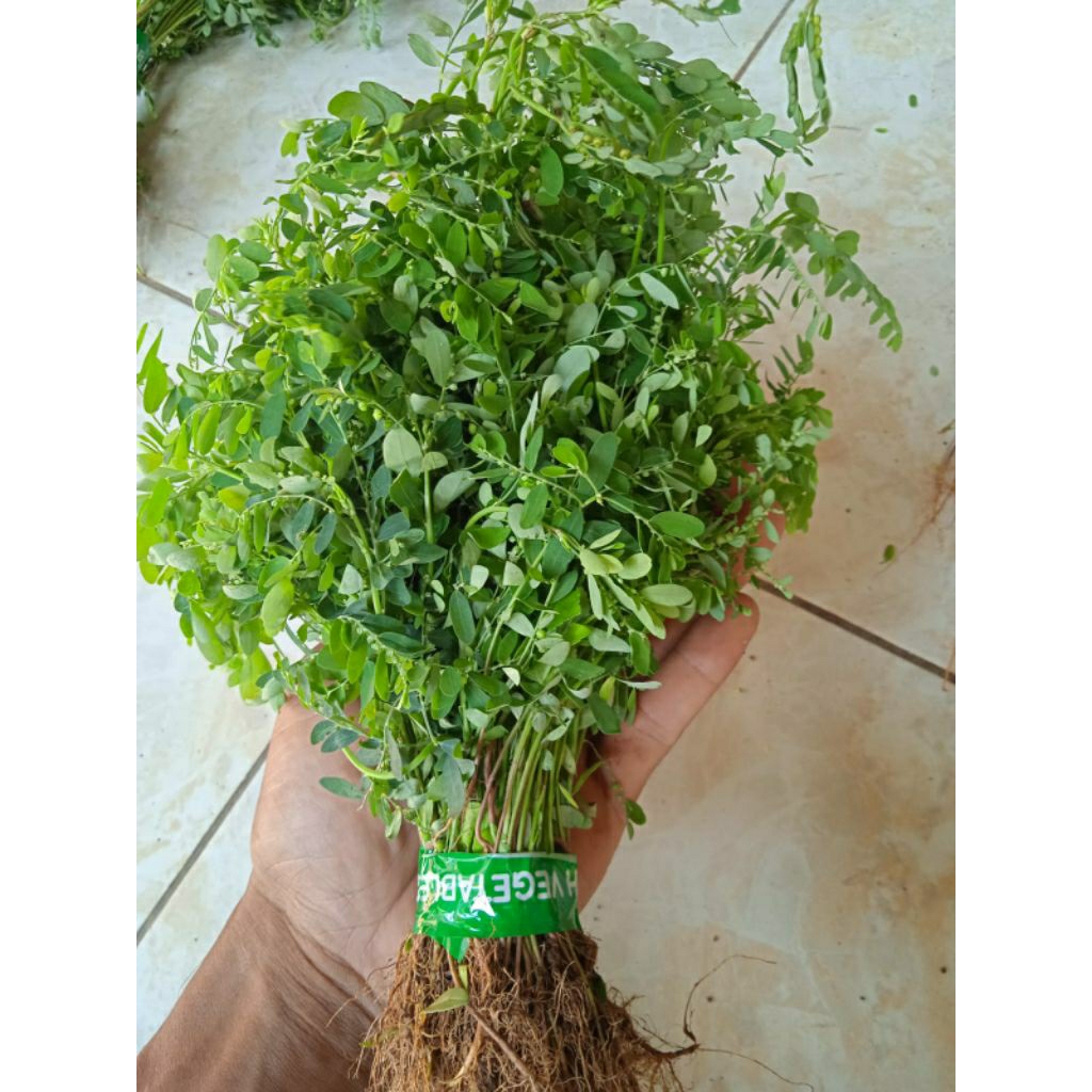 

Daun meniran fress 100grm di ambil saat ada orderan untuk herbal kesehatan