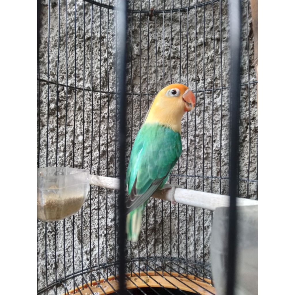 burung lovebird biola