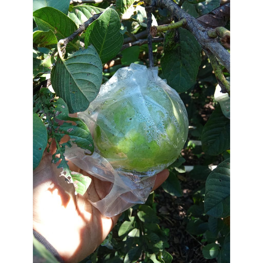 

Jambu Kristal