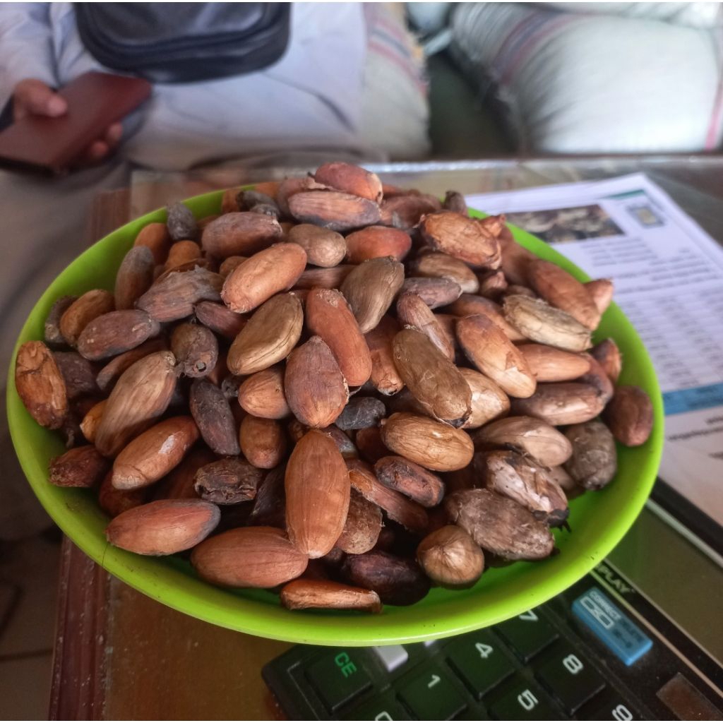 

biji coklak kakao 1 kg 100%asli