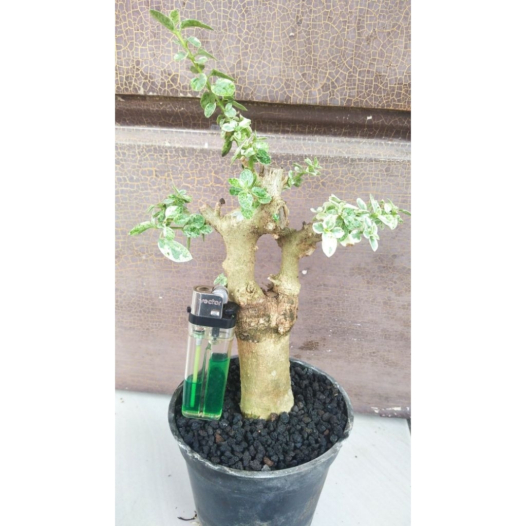 Bonsai Sancang Varigata grafting