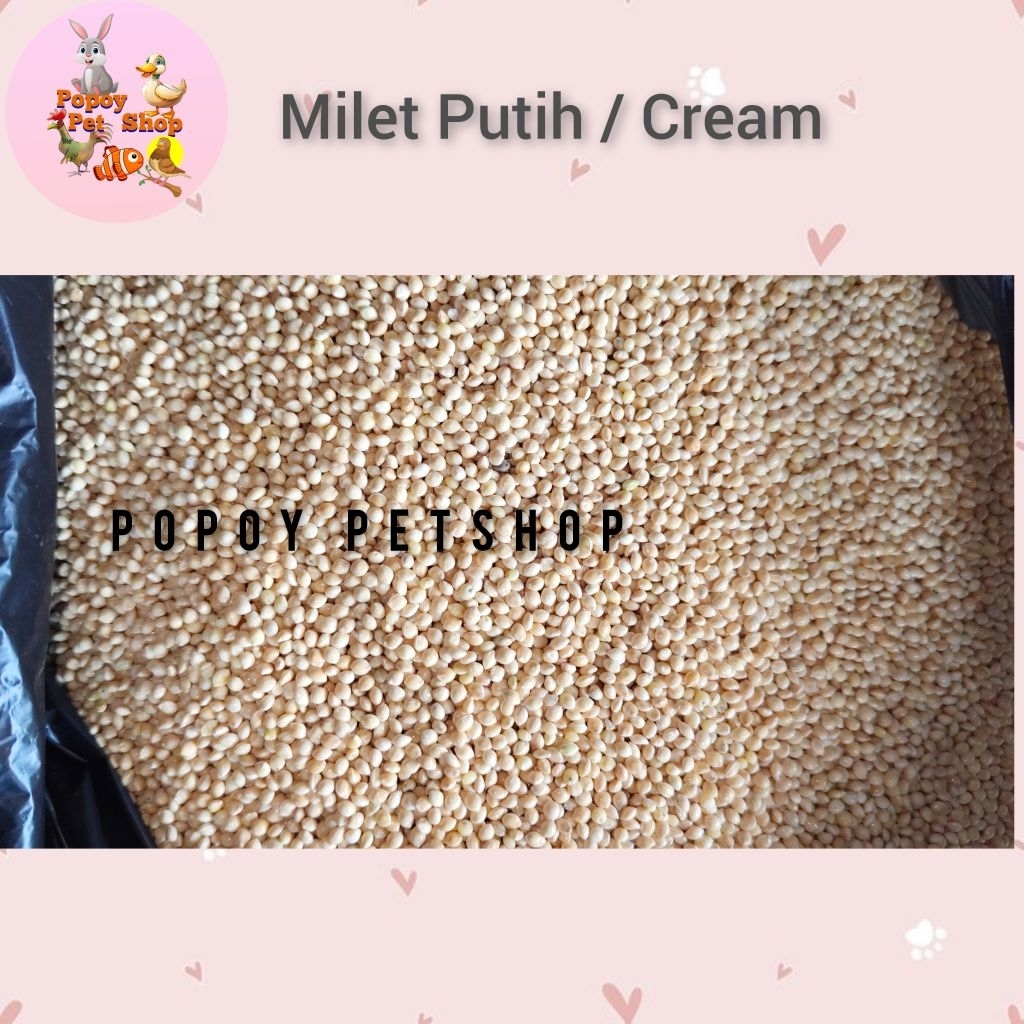 MILET PUTIH / CREAM PAKAN BURUNG LOVEBIRD