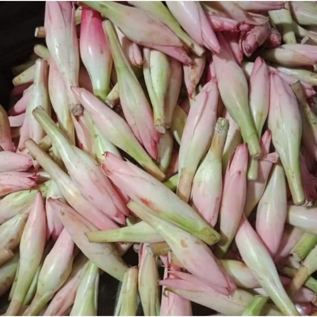 

kecomberang/kincung/onje langsung petik dari kebun/rombeh murah/500gram