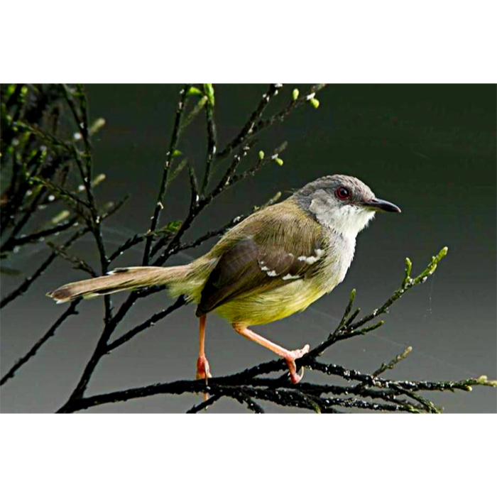 Cisem / Ciblek Semi Sumatra Palmerah