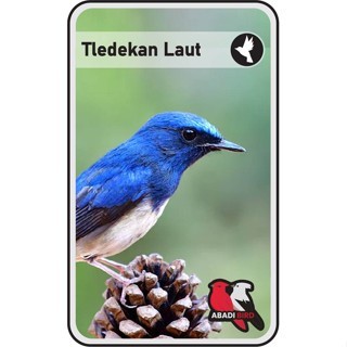 Tledekan Laut Jantan Palmerah