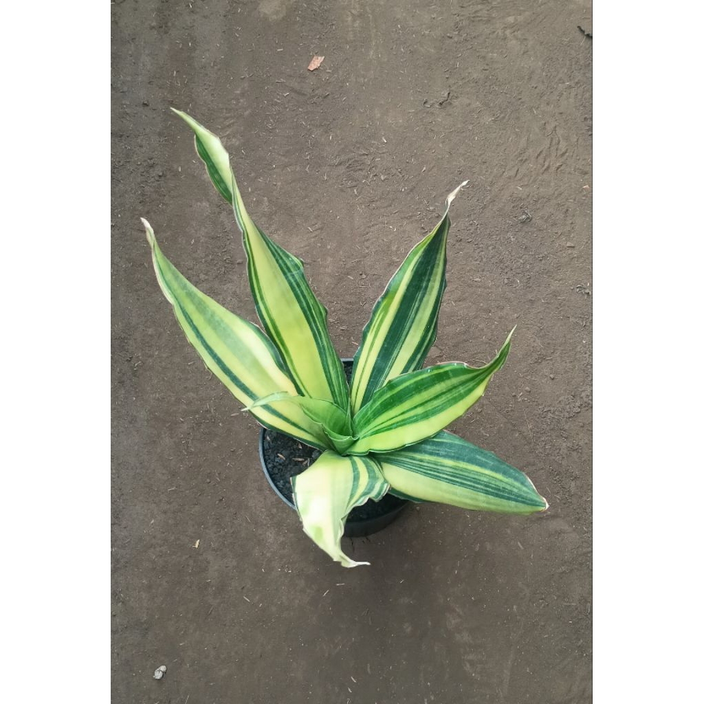 Sansevieria Black Rose Varigata 01