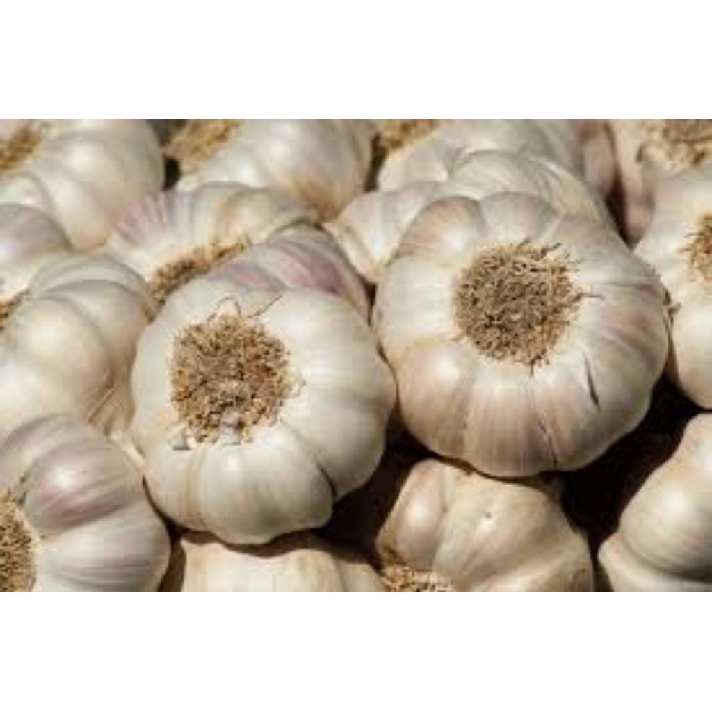 

Promo 1kg Bawang putih seger asli garut