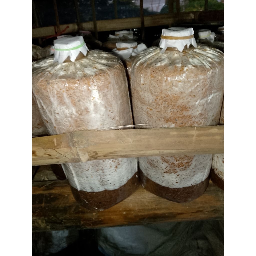 

baglog jamur besar murah