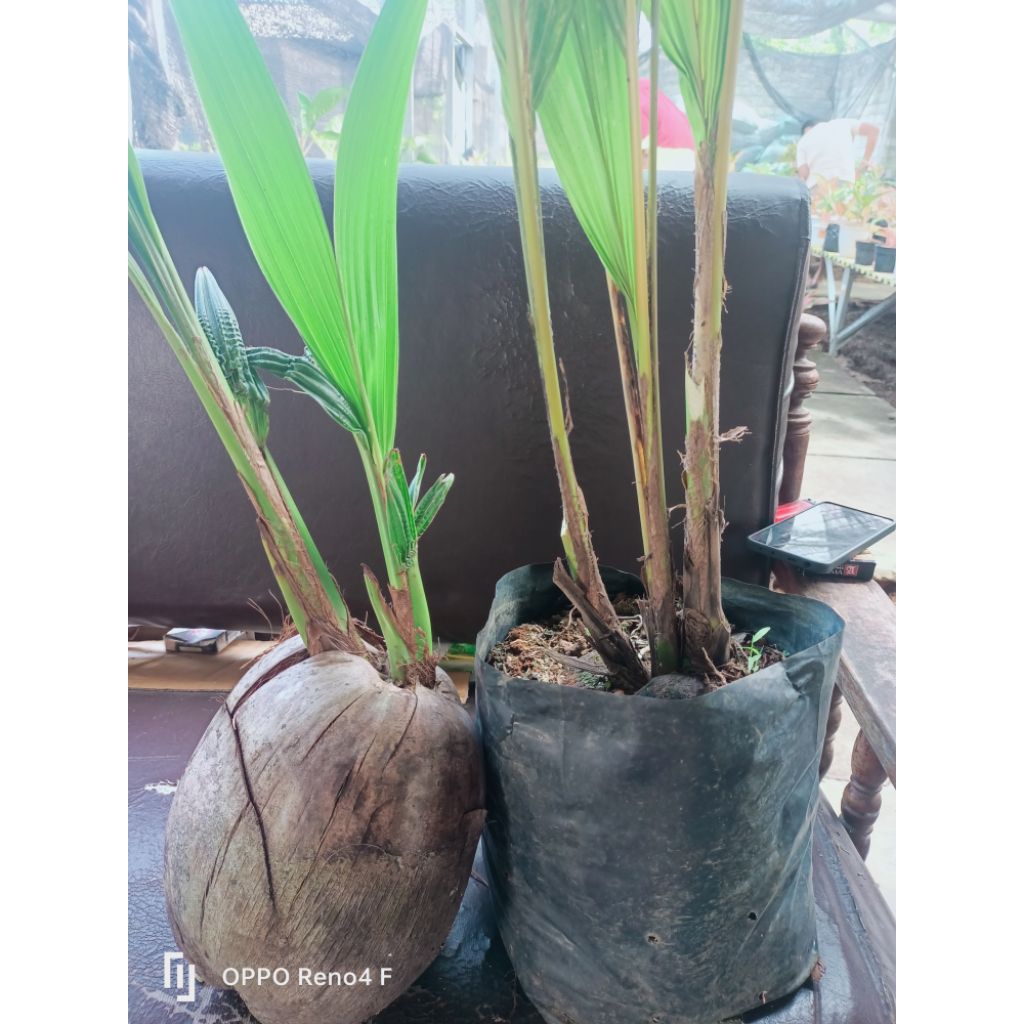 Bibit kelapa kembar 3 dan 2