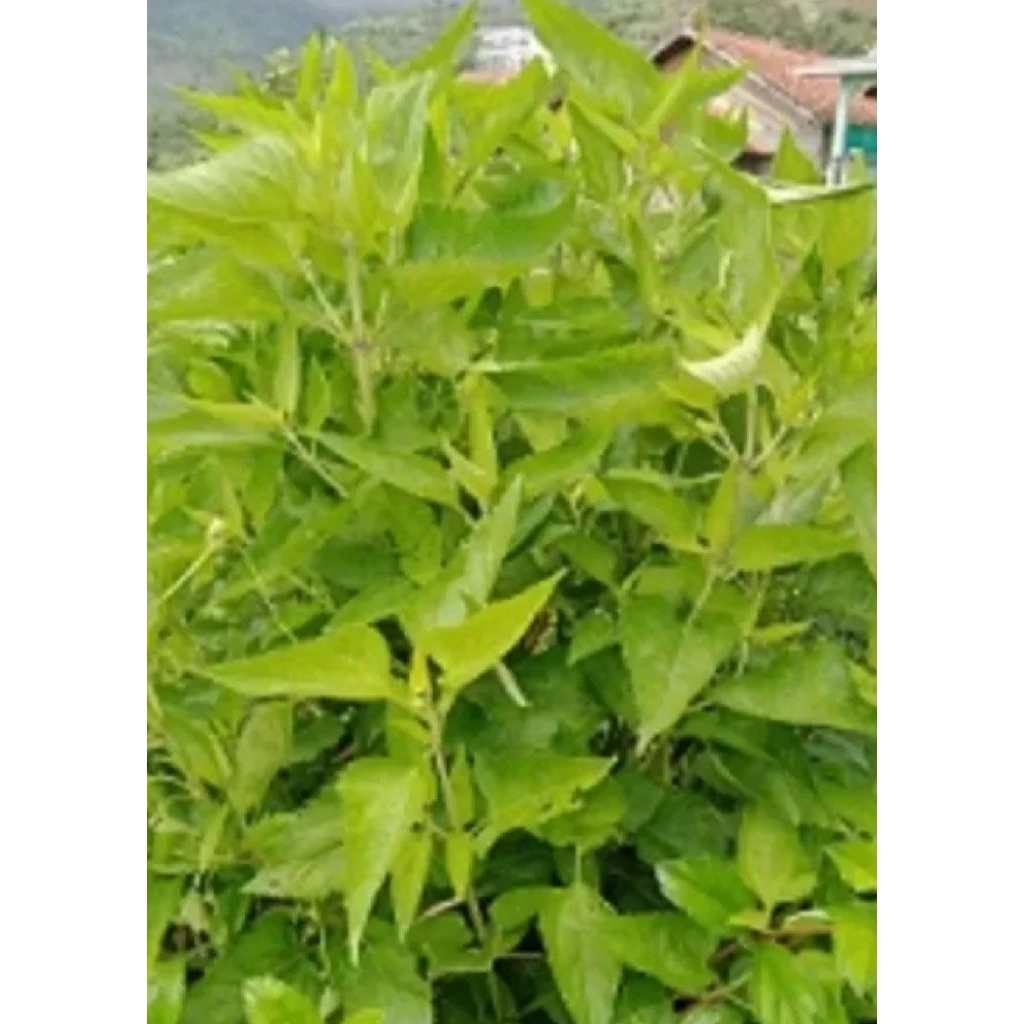 

Daun kirinyuh daun Kaposandsa segar dan press baru di petik obat herbal tradisional neto500 gram