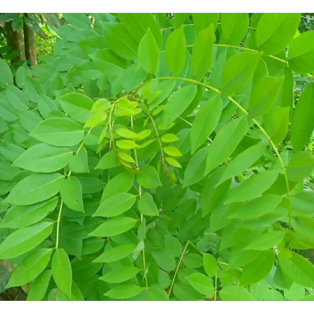 

Daun kalikiria segar dan prees baru di petik obat herbal tradisional neto500 gram
