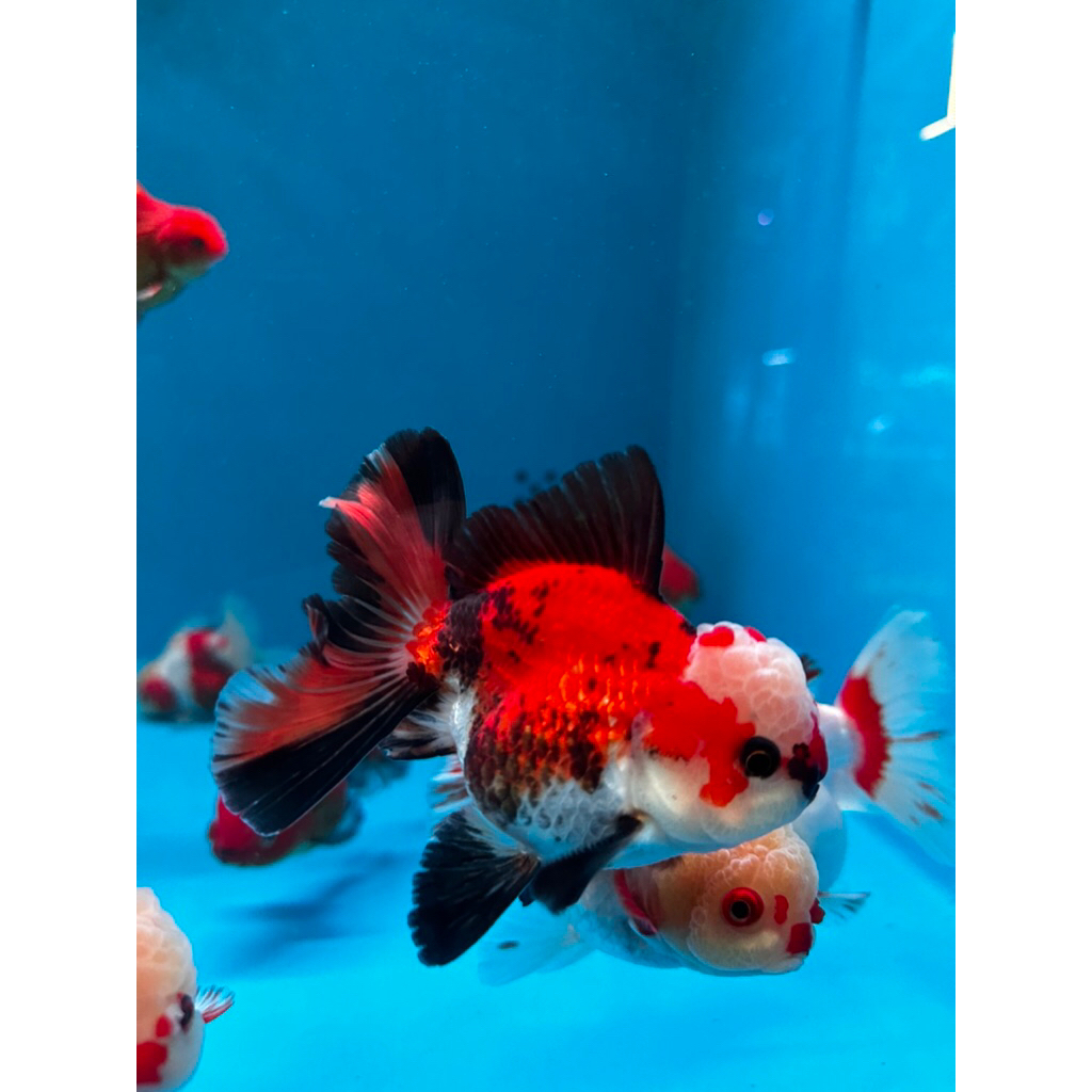 IKAN HIAS MAS KOKI GOLD FISH 3 COLOUR BESAR JAMBUL ROSETAIL