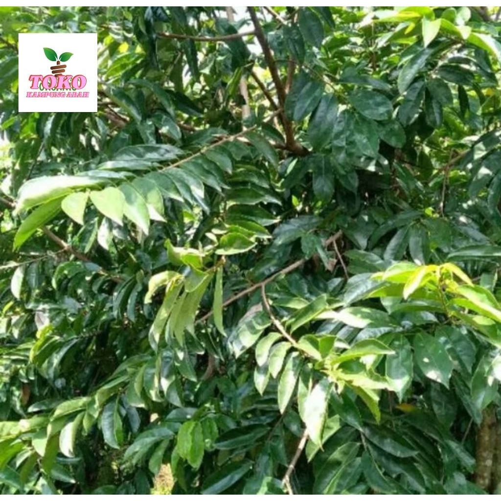 

daun sirsak segar 500grm