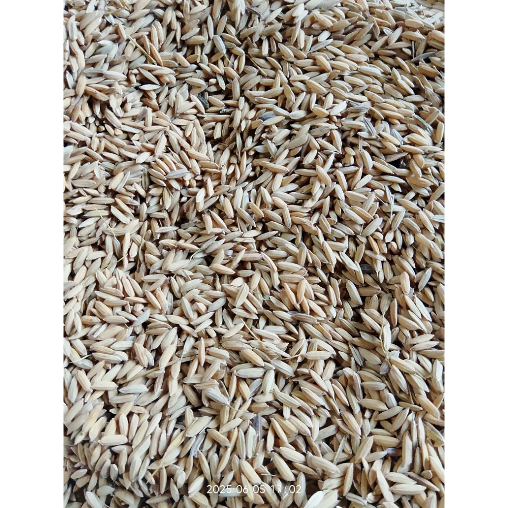 Gabah Padi Kering Kondisi Baik