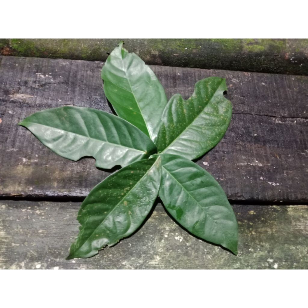 

Daun Salam Segar (50 lembar)