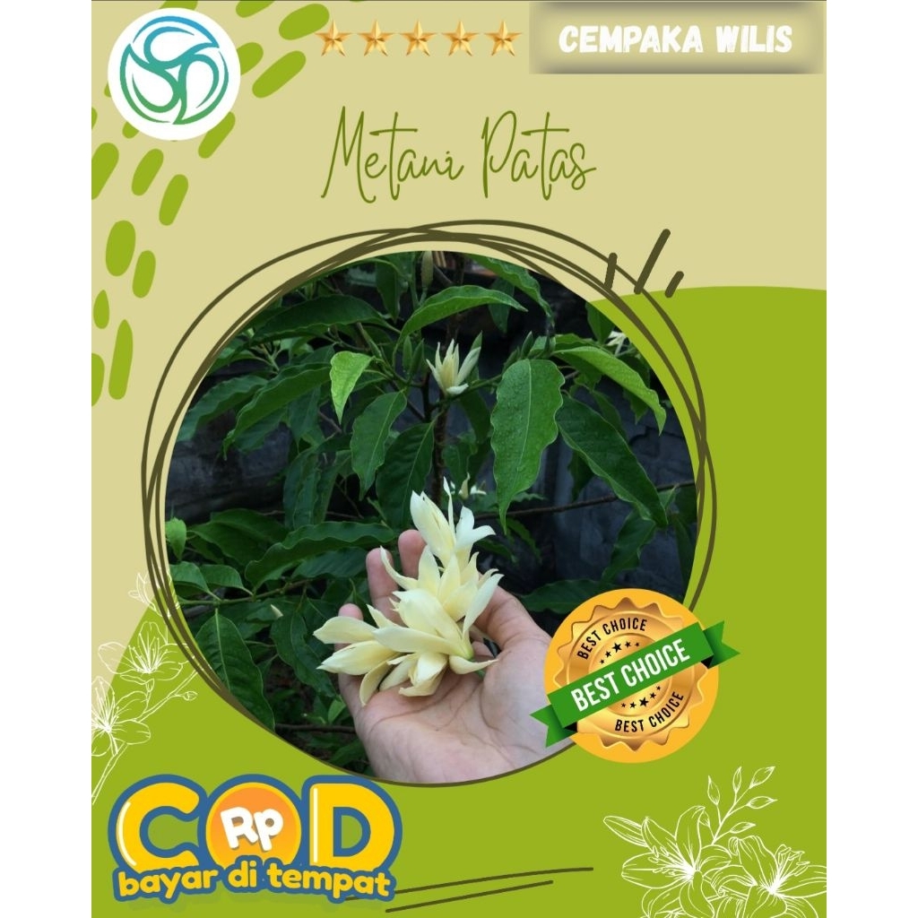 Cempaka Wilis Putih || Cempaka Bali Putih || Bunga Kutil Harum || Tanaman Hias