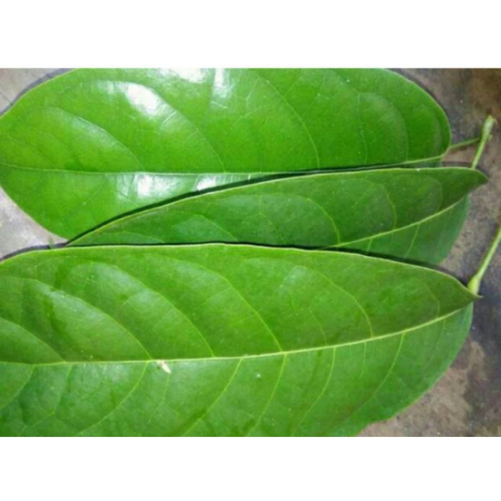

HERBAL DAUN HANTAP SEGAR 200 GRAM