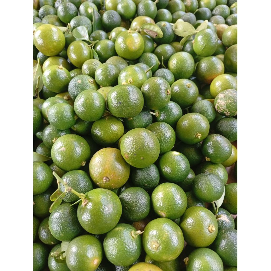 

jeruk Sonkit kasturi fresh 1kg ukuran sedang