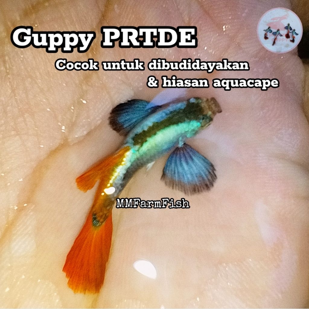 GUPPY PRTDE  Platinum Red Tail Dumbo Ear | bahan breeding hiasan aquacape indukan guppy