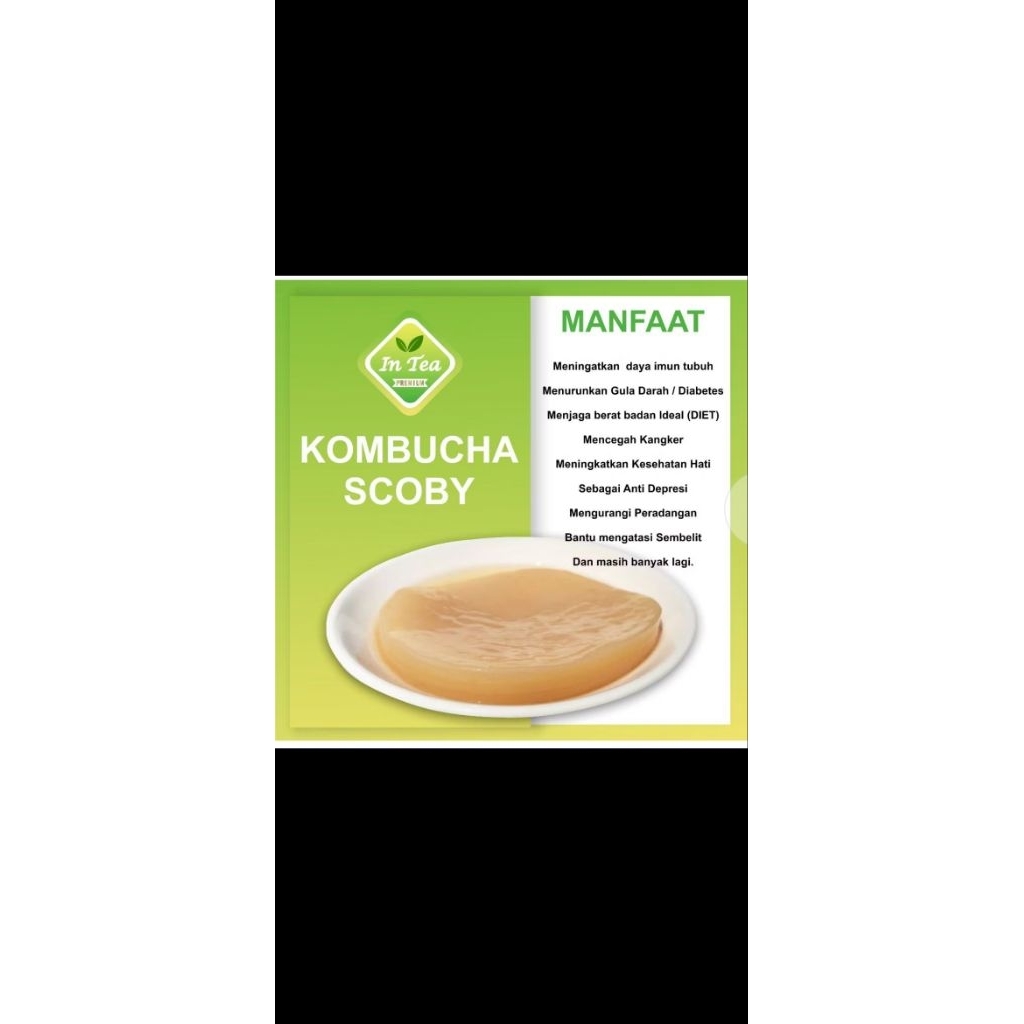 

SCOBY KOMBUCHA / BIBIT KOMBUCHA (InTea PREMIUM) | MINUMAN KESEHATAN