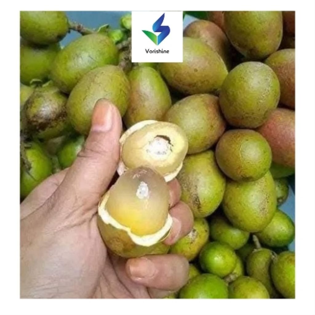 

matoa segar asli papua 1kg - manis,wangi,daging tebal