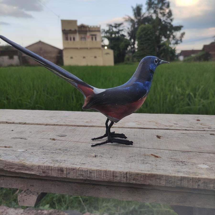 jontrot murai lampung/patung boneka burung murai/alat pikat manuk kecil