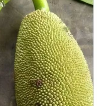 

nangka muda utuh 1 pcs estimasi 500-1200gram