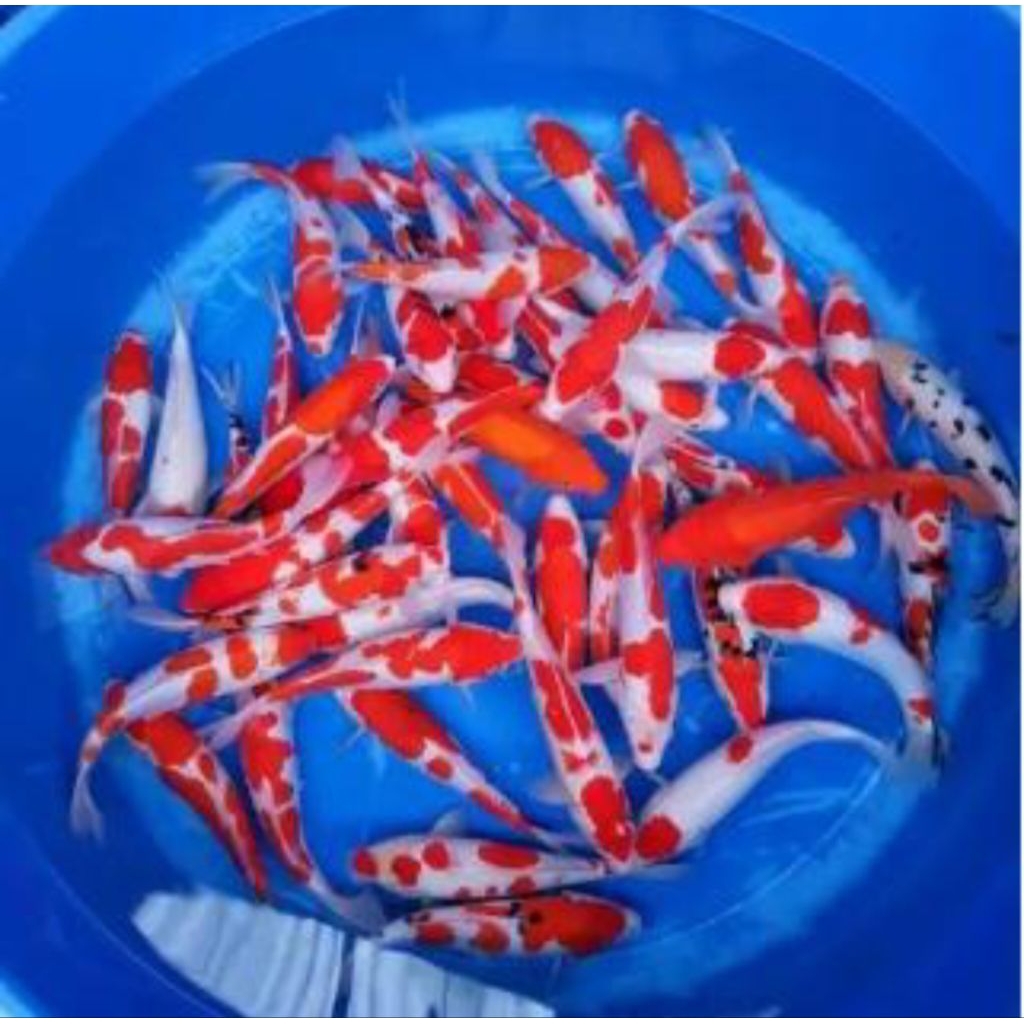 Ikan Koi Kohaku Size +/- 13-15 CM - 26-28 CM - Beli 10 Gratis 1 Ekor
