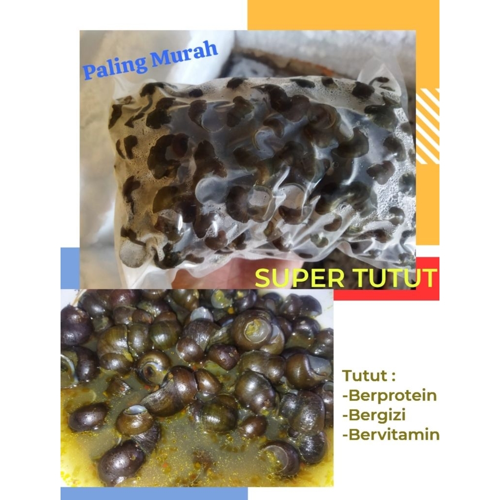 

Kerang Tutut - Tutut frozen/Beku - Keong Sawah Siap Dimasak