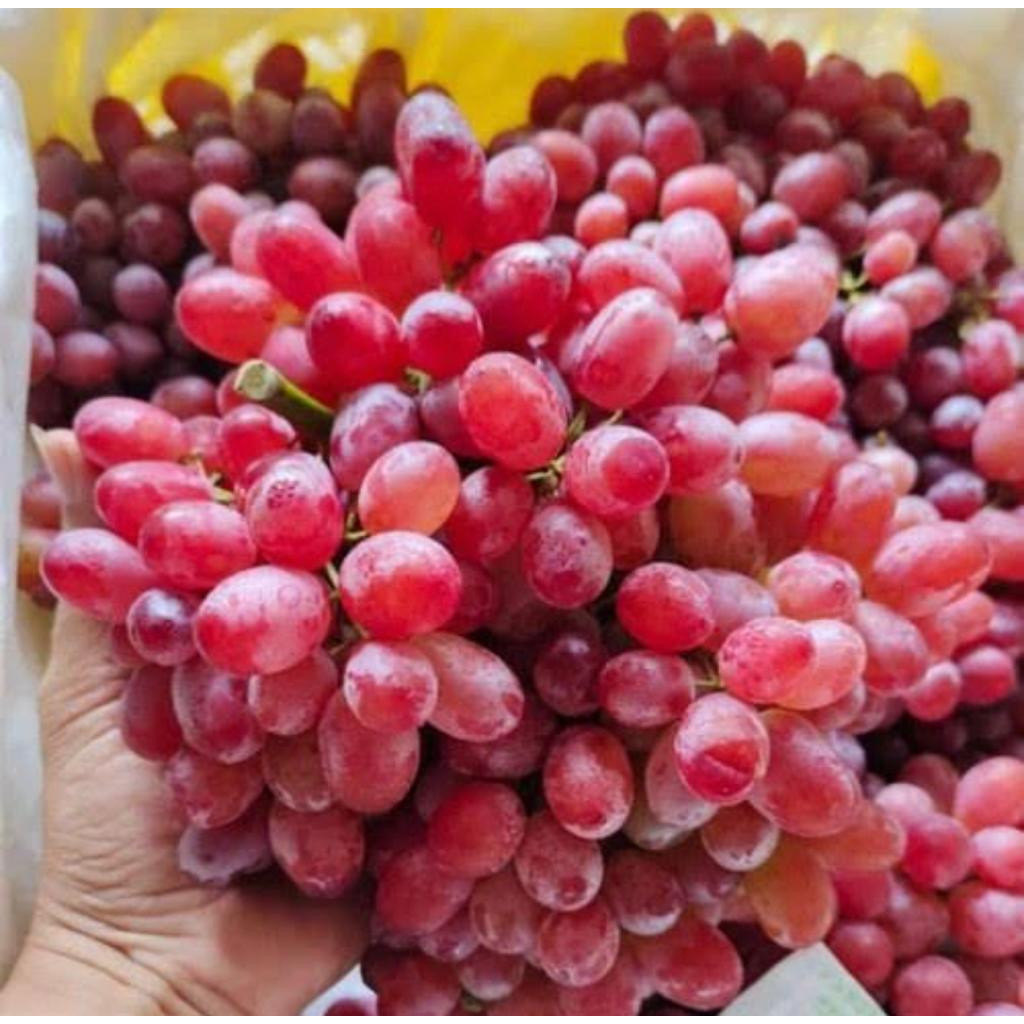 

PROMO MURAH ANGGUR RED CRIMSON MANIS TANPA BIJI