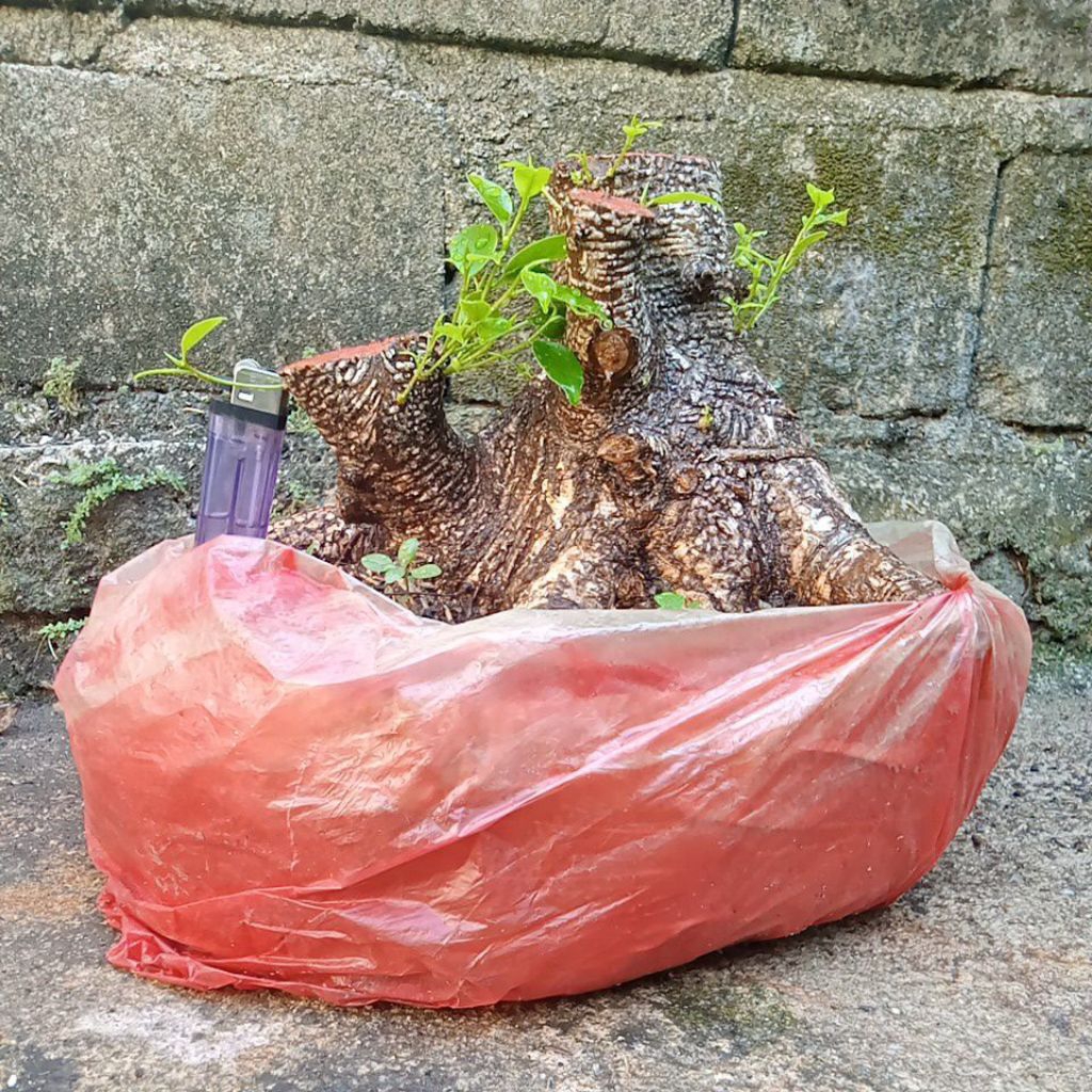 bahan bonsai kimeng bogel prokar prospek ekonomis.