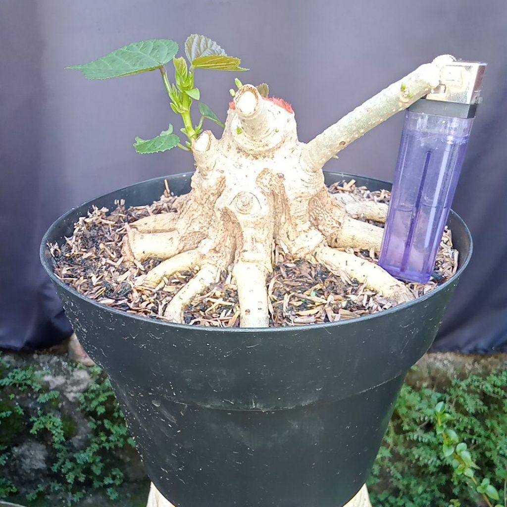 Bahan bonsai waru India bogel prokar prospek ekonomis.