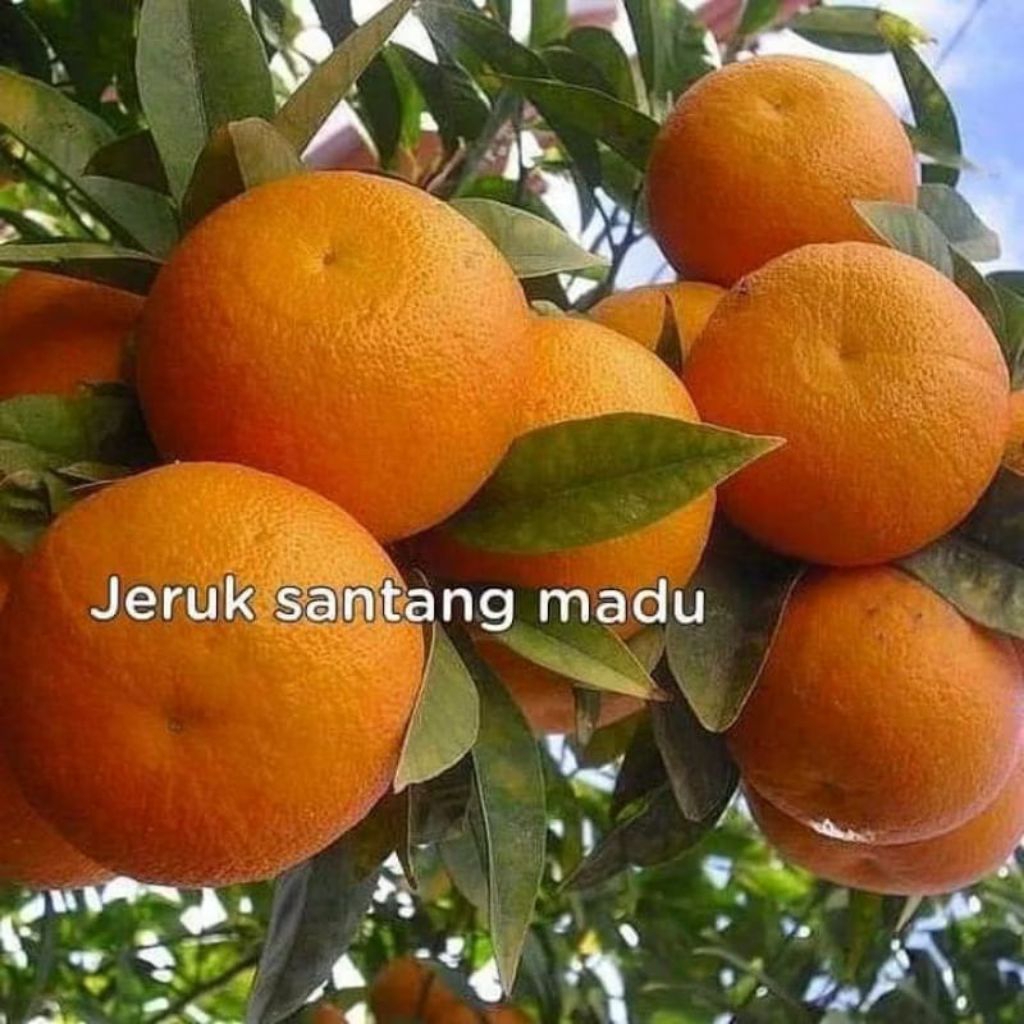 

Bibit jeruk santang madu berbuah