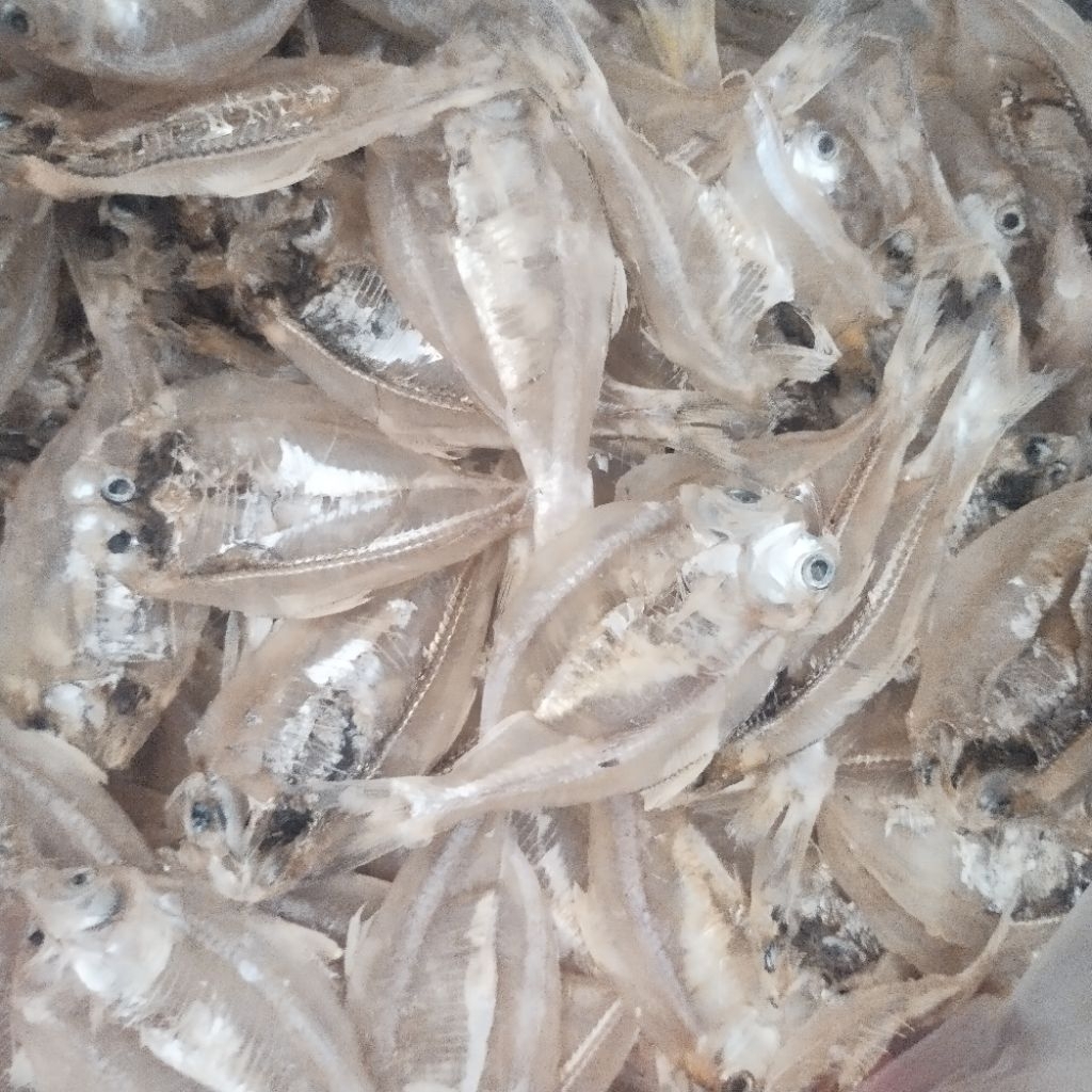 

Ikan Asin kalapan belah Tawar Murah / ikan kerupuk tipis kering 1 kg
