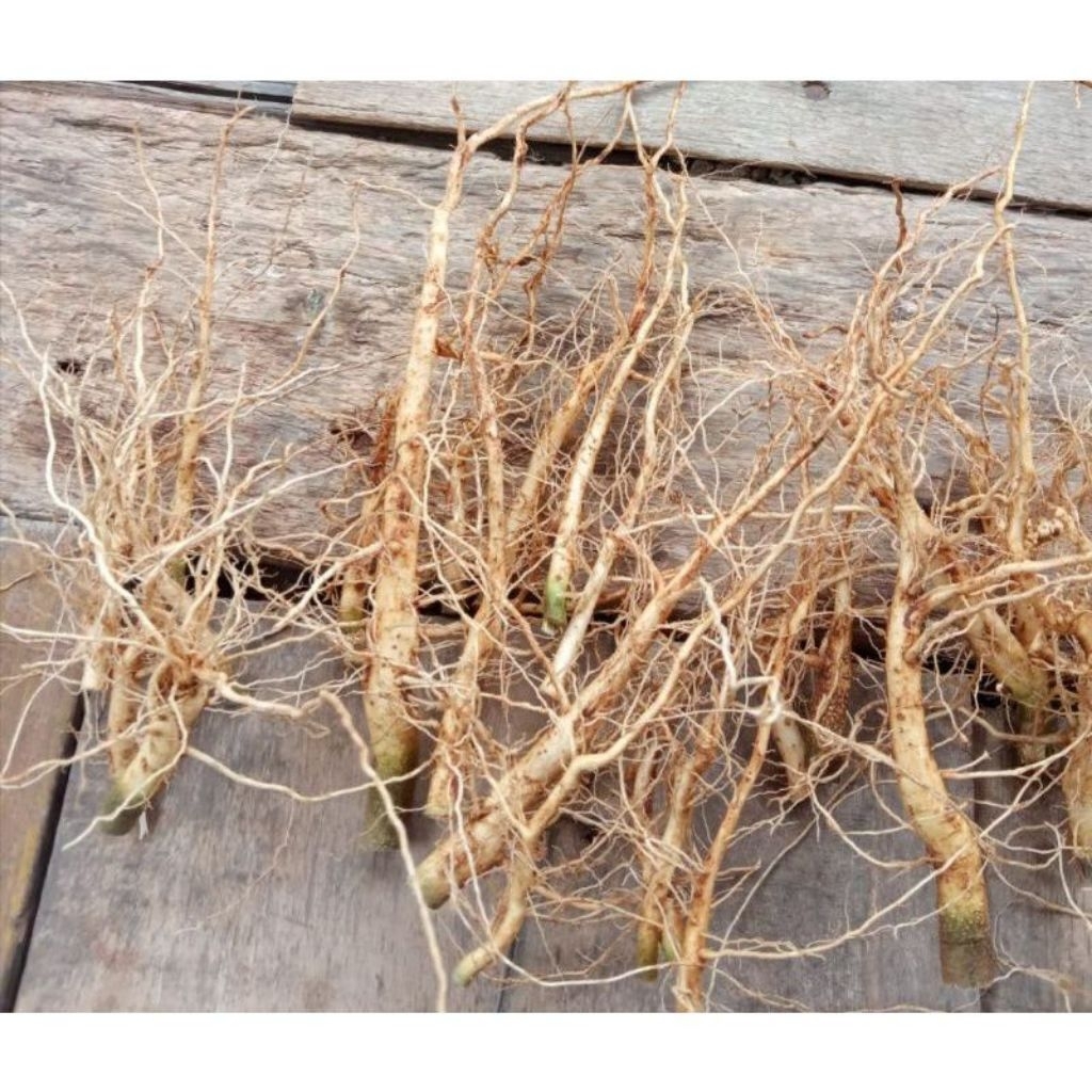 

AKAR SIDAGURI 250 GRAM